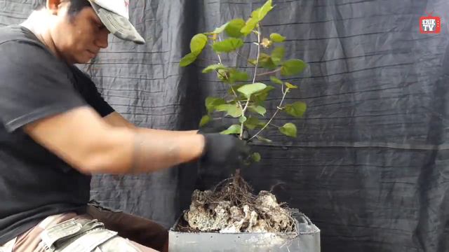 TAIWAN HIBISCUS ROOT OVER ROCK TRAINING | HOW TO BONSAI FOR BEGINNERS смотреть онлайн