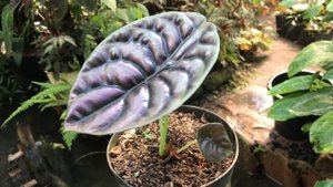 ALOCASIA CUPREA