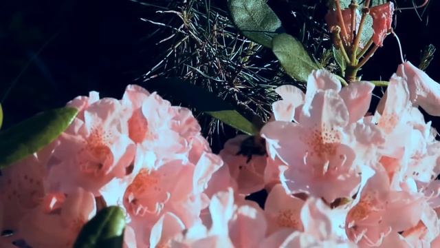 473. Ericaceae Rhododendron смотреть онлайн