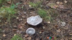 Говорушка гигантская дымчато-серая. Грибы в лесу.