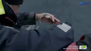 ЛОВЛЯ МОНСТРА. Гренландская Акула