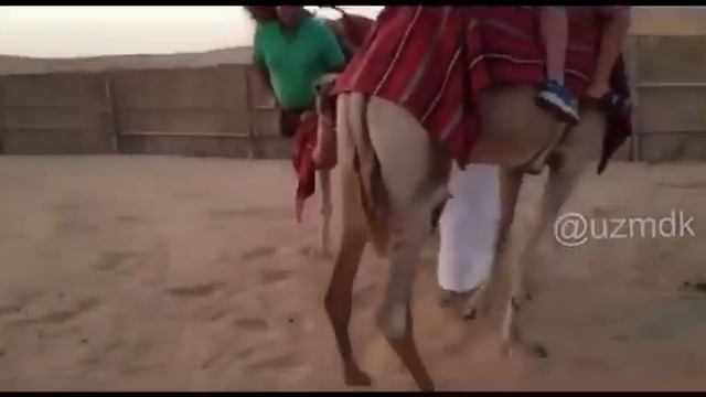 Верблюд перегруз )) клип прикол смотреть онлайн