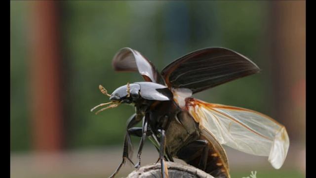 15 августа / Миролюбивые водолюбы смотреть онлайн