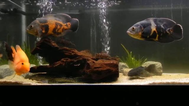 Red ParrotOscars Plecos.MOV