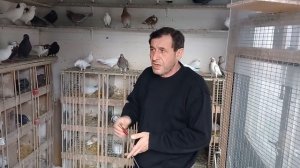 Совет от Гагика 42.Как определить состояние голубей!