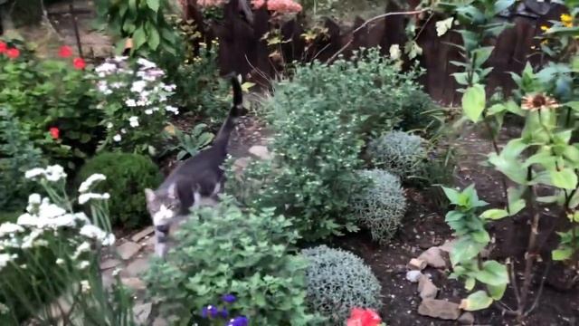 Пытаюсь избавится от пенька . Рулька в духовке. Кошка защитница (14.09.21) смотреть онлайн