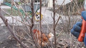 Обрезка красной смородины весной (или осенью)