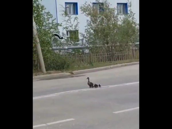 в Якутске пропускают выводок уток