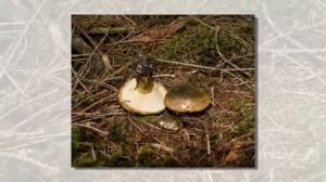 Lactarius turpis - fungi kingdom