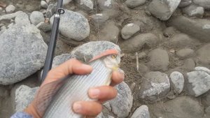 Рыбалка на Чуе октябрь