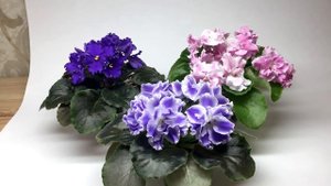 Как я готовлюсь к фотосъемке фиалок. С фотографиями цветов после съемки