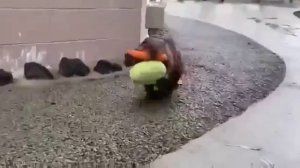 Самый милый бобёр, которого я вообще видел