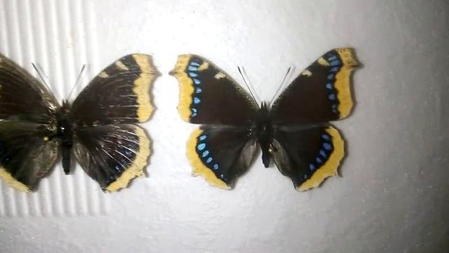 Бабочки аберранты. Что это такое и откуда это появляется. смотреть онлайн