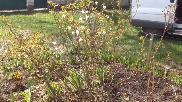 Что посадить весной в саду выходного дня????Собственный опыт. смотреть онлайн