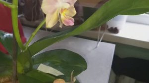 Орхидея Балм цветет.Полный роспуск.🌺