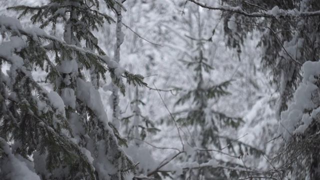 Сказочная тайга клип. Тайга. Холодная Тайга.