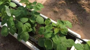 Рассадник малины и ежевики. Выращивание маточного корня малины.