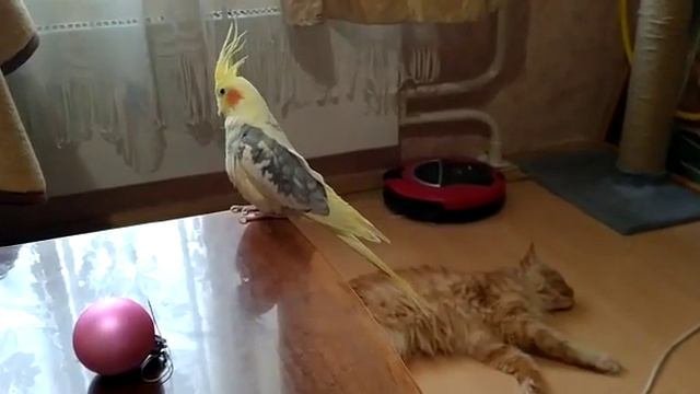 Аркаша хулиган попугай корелла учится говорить / Parrot Corella Learns To Speak