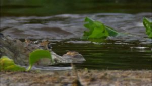 Самые ОПАСНЫЕ животные в мире!