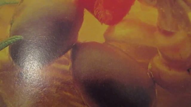 Маринованный сыр.Marinated cheese. смотреть онлайн