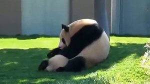 Панда играет с детенышем.