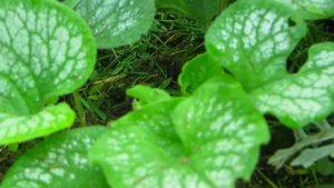 Моя серебристо-бордовая клумба, что изменилось за этот сезон? СУПЕР НОВИНОЧКИ!!!