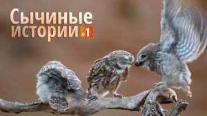 Сычиные истории. Эпизод 1. Кормление