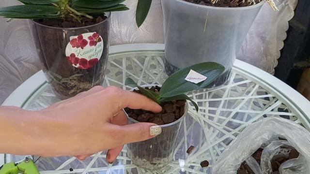 Разбираем РАСПРОСТРАНЕНИЕ ОШИБКИ в ПОСАДКЕ орхидеи Фаленопсис и Первый полив КАК ПРАВИЛЬНО? смотреть онлайн