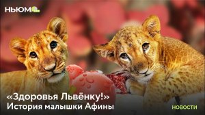 История малыша львёнка Афины