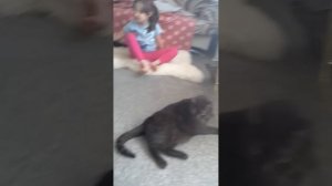 Кот испугался дудки