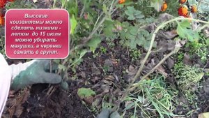 Хризантемы осенние цветы. Важно правильно посадить кусты хризантем!