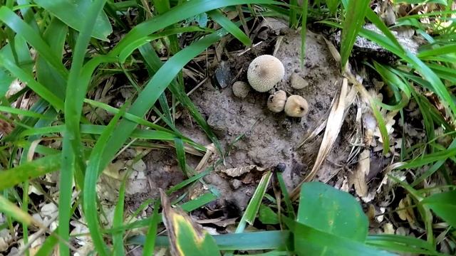 Грибы, станица Калужская. Белые и ячные (цезарский)