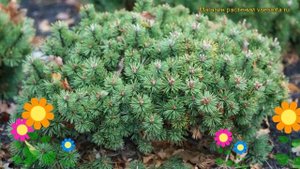 Сосна горная Хампи. Краткий обзор, описание характеристик, где купить pinus mugo Humpy