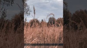 Із моря чистого (поезія Олени Герасим’юк)