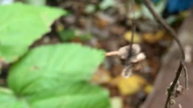 Малина нуждается в обрезке смотреть онлайн