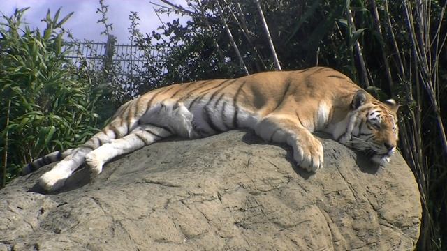Indian Tiger (Panthera tigris tigris) смотреть онлайн