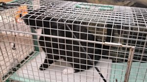 Котик в клеточке  ищет маму и папу