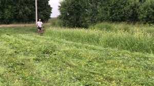 Weima 900m с дисковой косилкой. Скашивание сидератов часть 2.