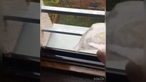Как нескучно помыть окна с пылесосом от Karcher