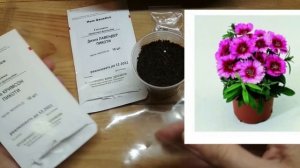 2 Простых Способа Посева Гвоздики. Почему Сею Гвоздику Так Рано