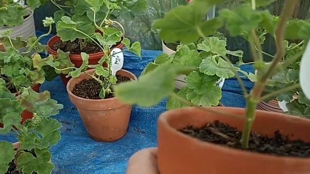 ПЕЛАРГОНИЯ ПРИНЦ ГУСТАВ И МНОГИЕ ДРУГИЕ смотреть онлайн