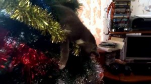 Кот на ёлке