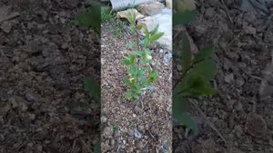 Результат укоренения жимолости. Способ черенком в почву. Очень вкусная ягода.