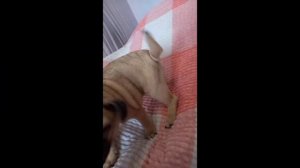 минусы  породы мопс 😁