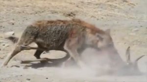 Гиена ест антилопу живьём