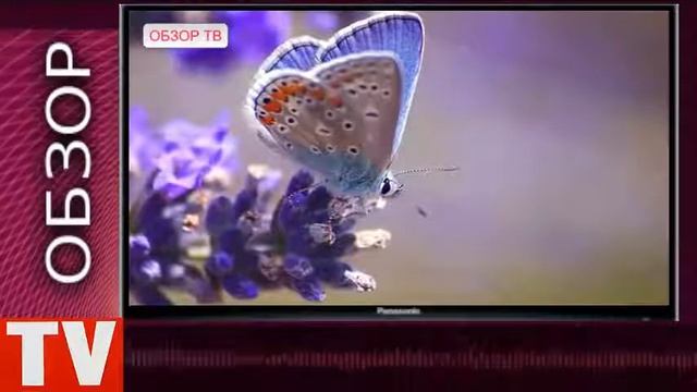 ОБЗОР  Самая Маленькая Бабочка Ацетозея в Мире