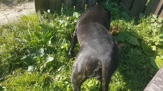 Яблочный пирог/пробую сыр/хозяйство смотреть онлайн