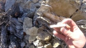 Нашли окаменелости Девонского периода, Палеозойской эры.