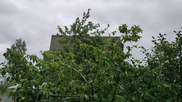 птичка Малиновка. смотреть онлайн