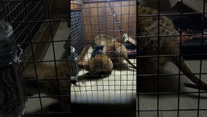 Таракашки для сурикатиков.Чем кормить суриката.